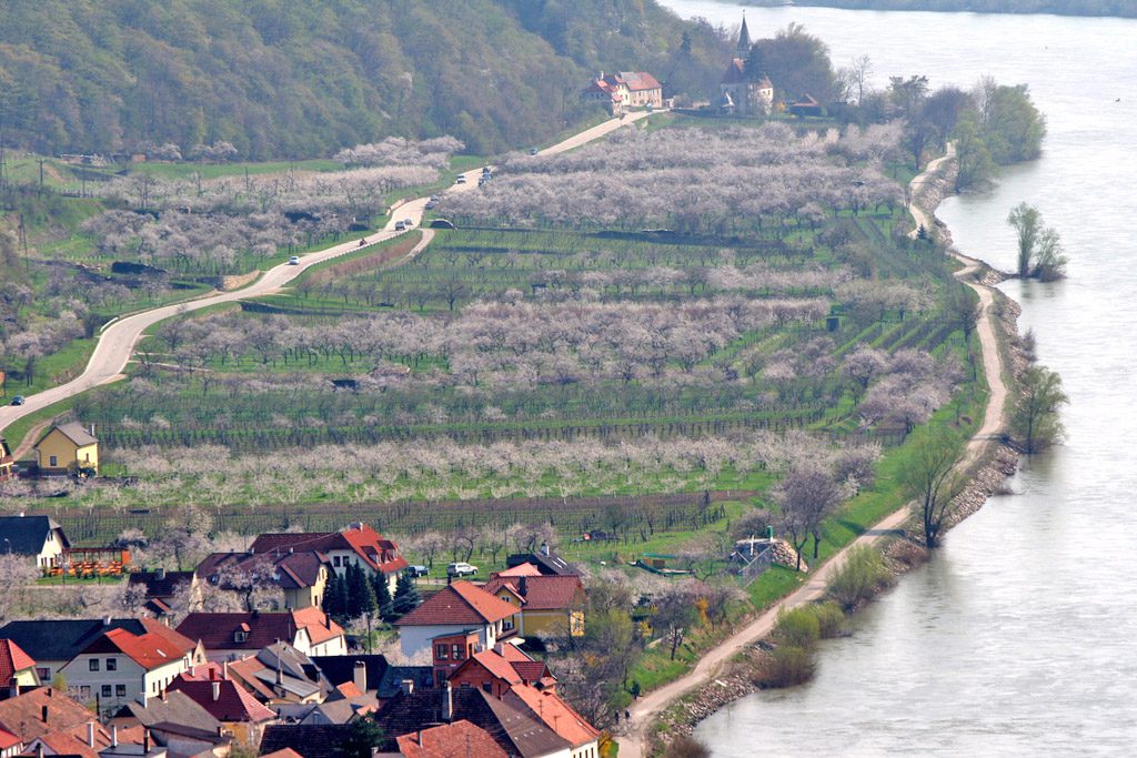 Marillenbäume in der Wachau