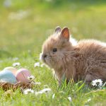 Ostern in Österreich feiern