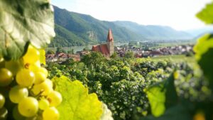 Wachau Wein Blick